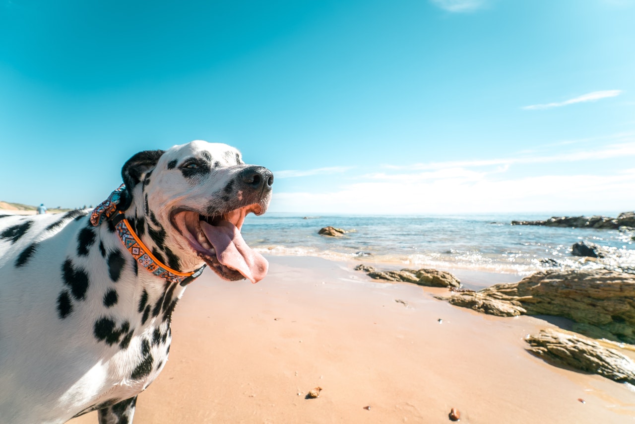 Laisses, colliers et harnais - Chien