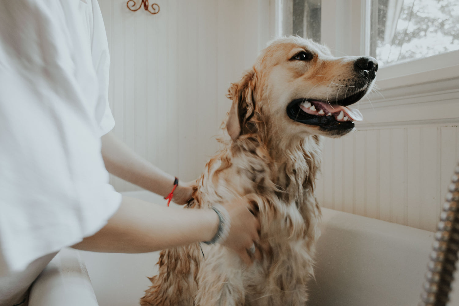 Toilettage - Chien