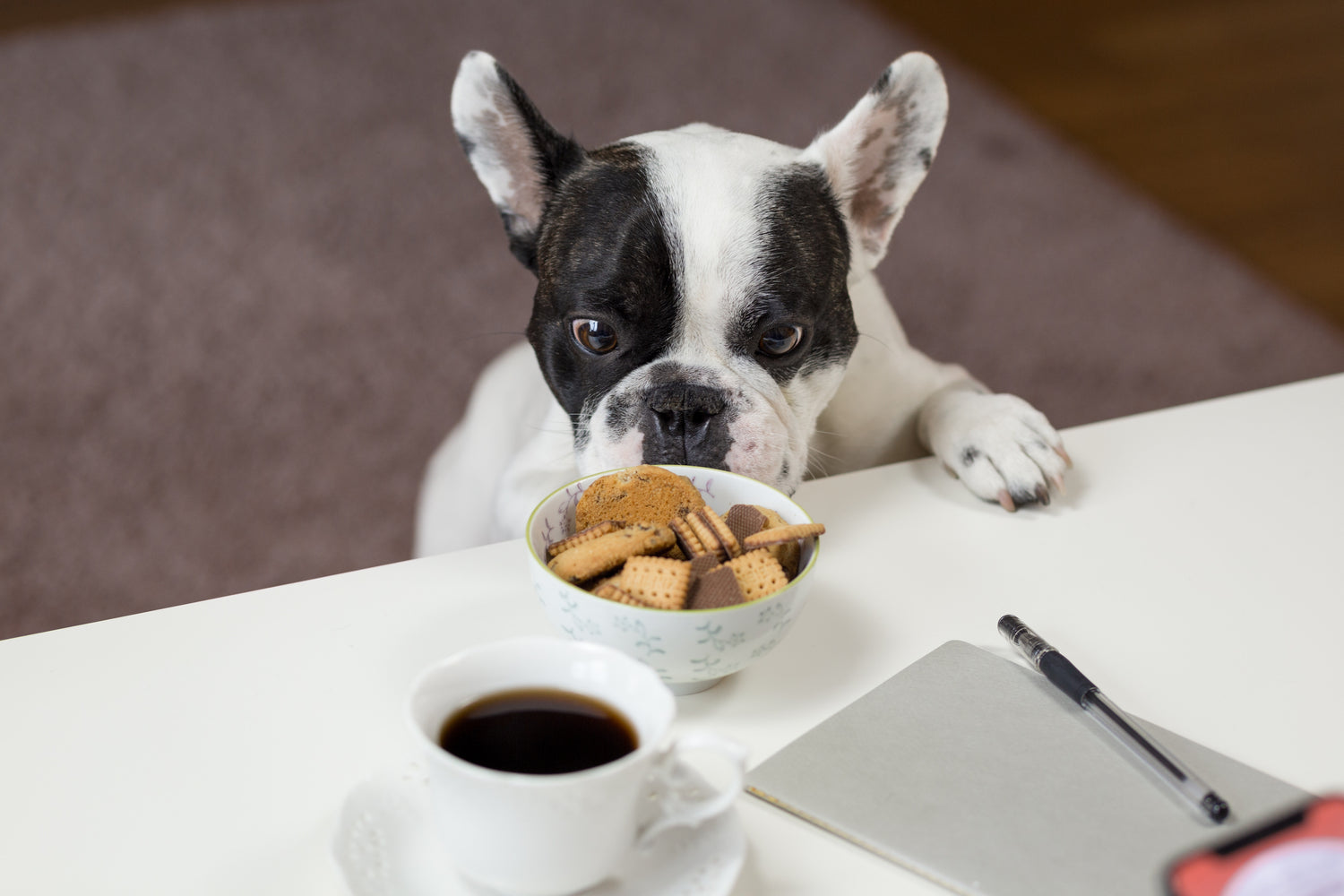 Nourriture chien