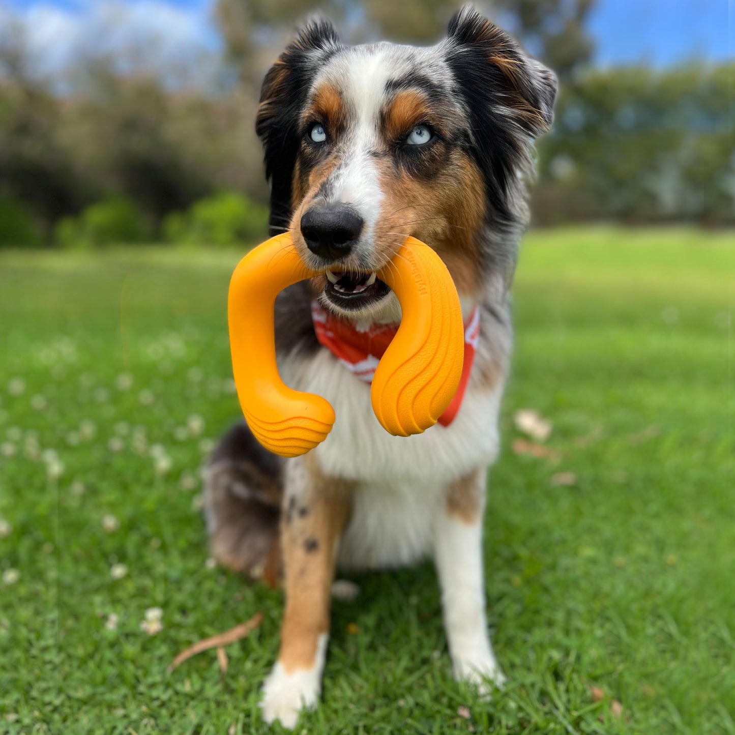Nylabone creative play C-Shuu