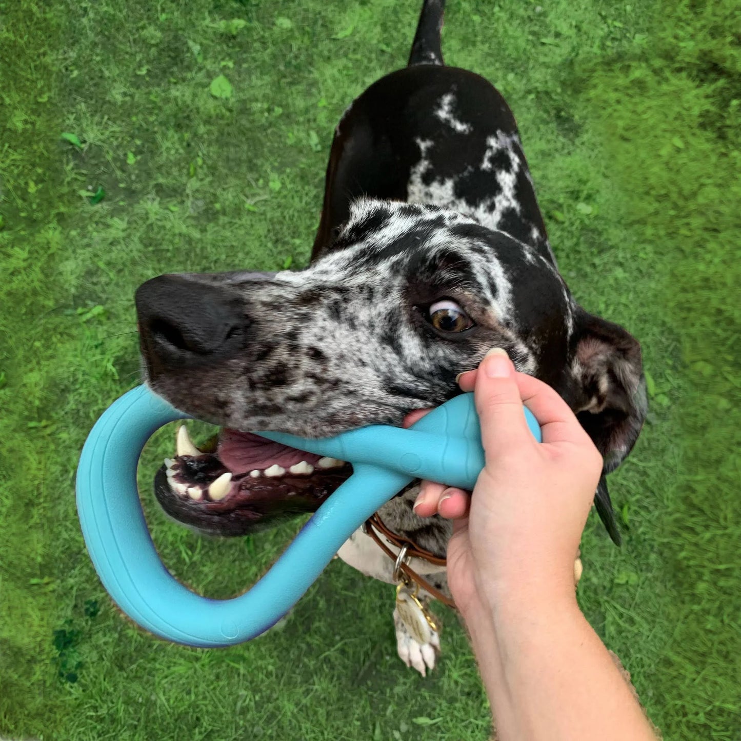 Nylabone creative play jouet pour chiens