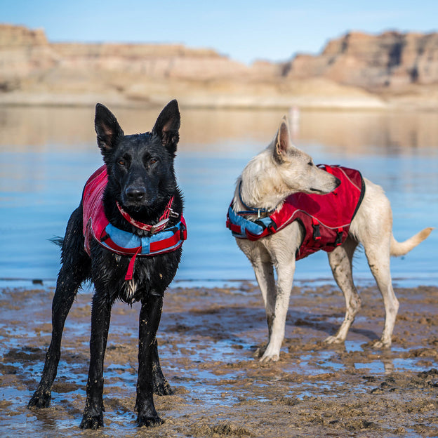Veste de flottaison pour chiens SURF'N'TURF