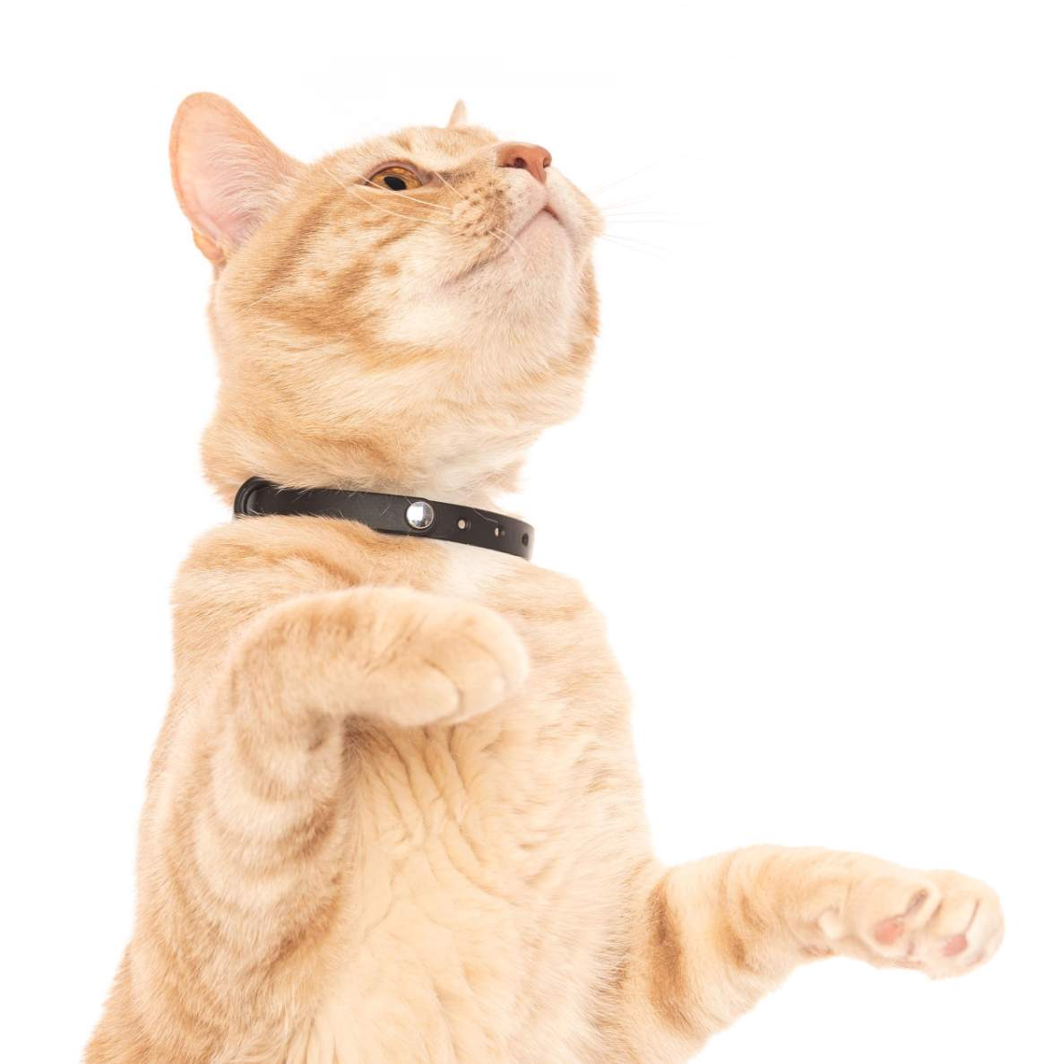 Collier pour chats - NUVUQ