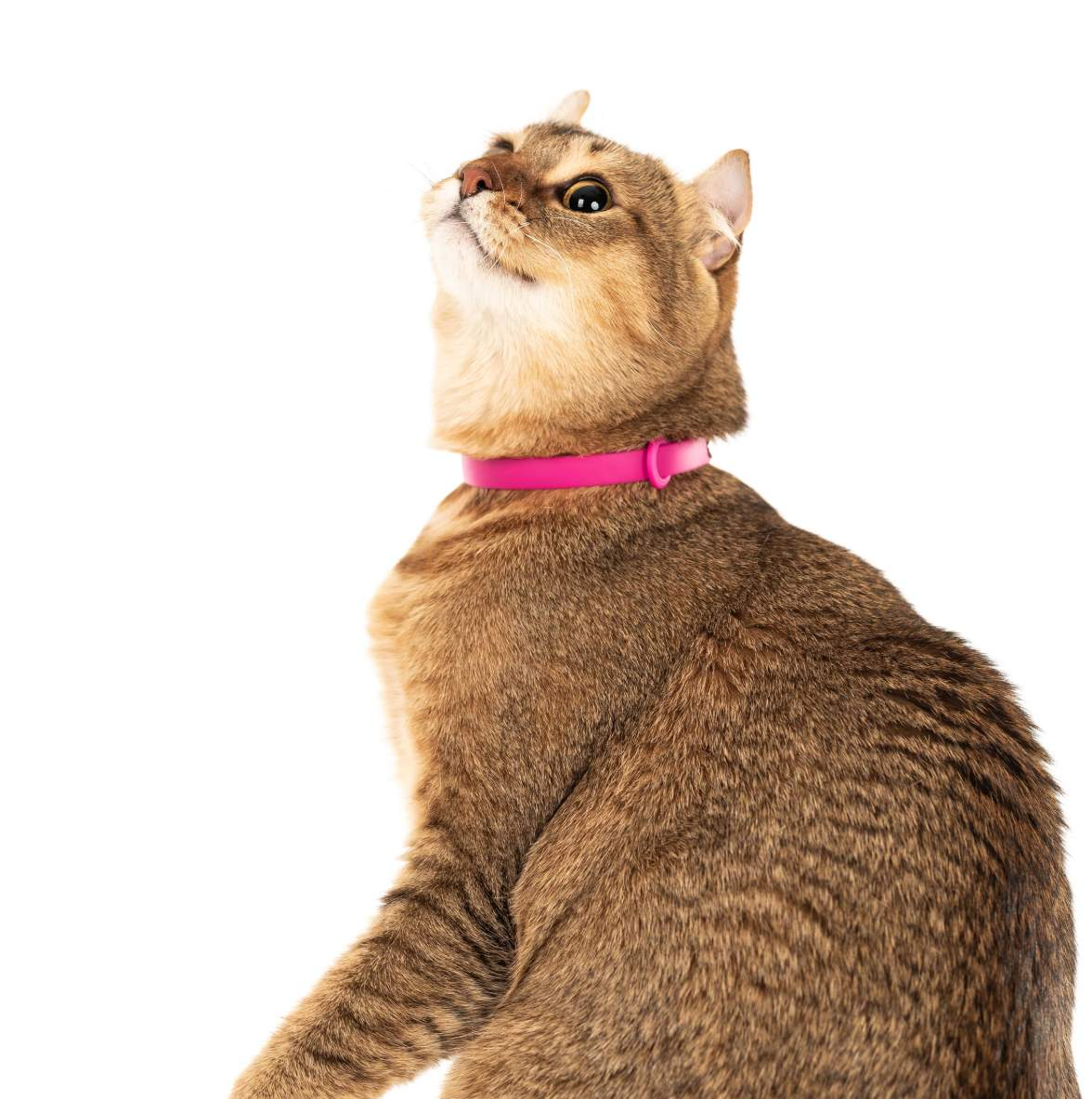 Collier pour chats - NUVUQ