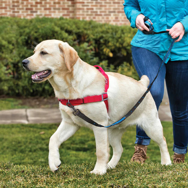 Harnais pour chien WALK ABOUT NO-PULL