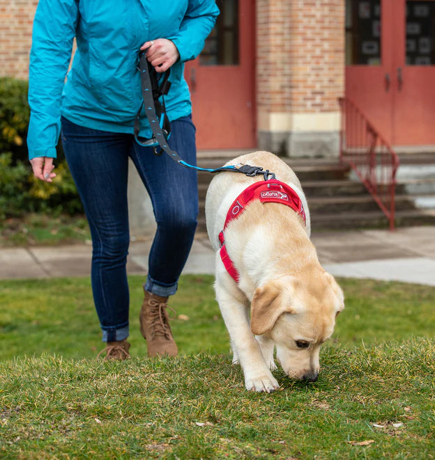 Harnais pour chien WALK ABOUT NO-PULL