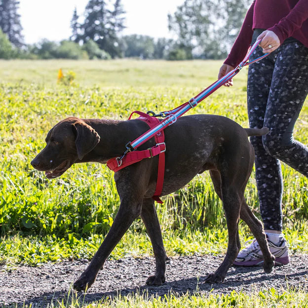 Harnais pour chien WALK ABOUT NO-PULL